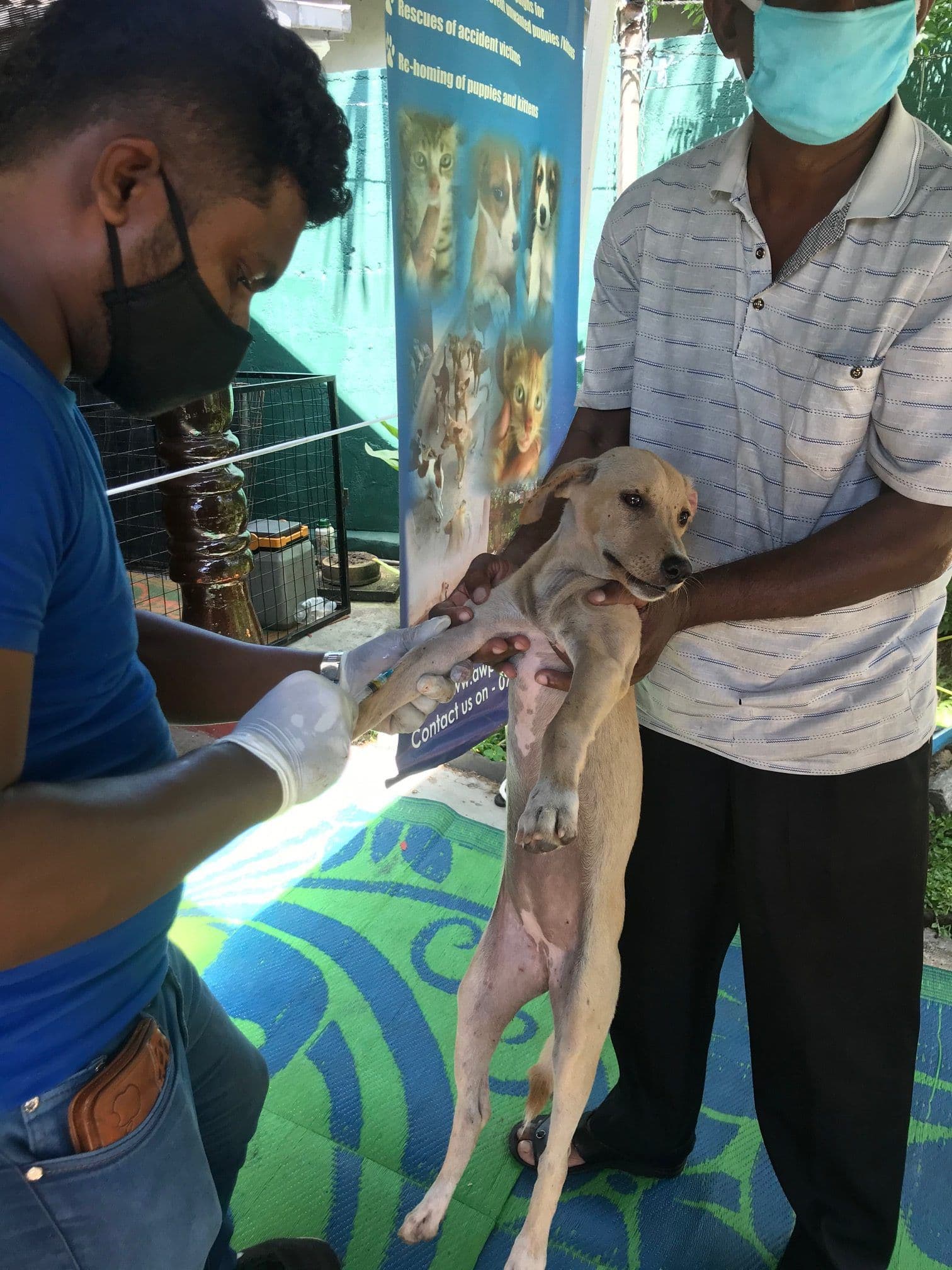 Sterilizations for humane eradication of stray animals